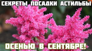 Как и когда сажать астильбу осенью? Секреты посадки астильбы осенью в сентябре