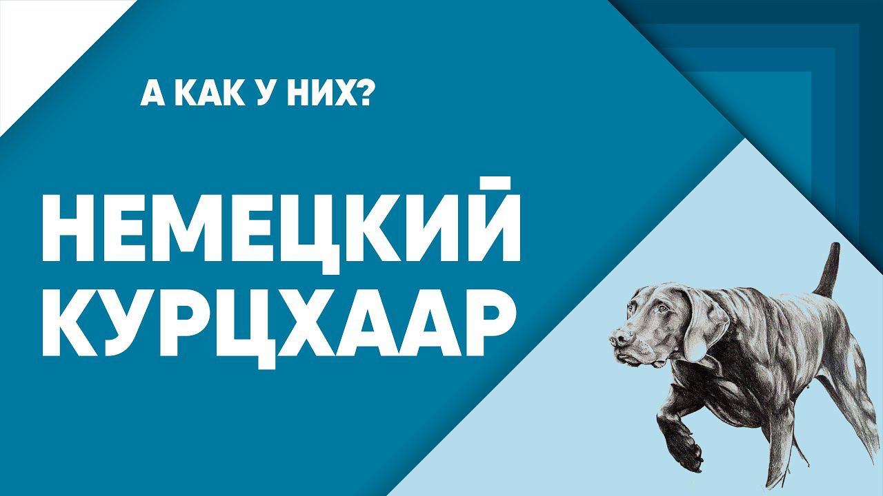 Немецкий курцхаар - обзорный фильм о породе. смотреть онлайн