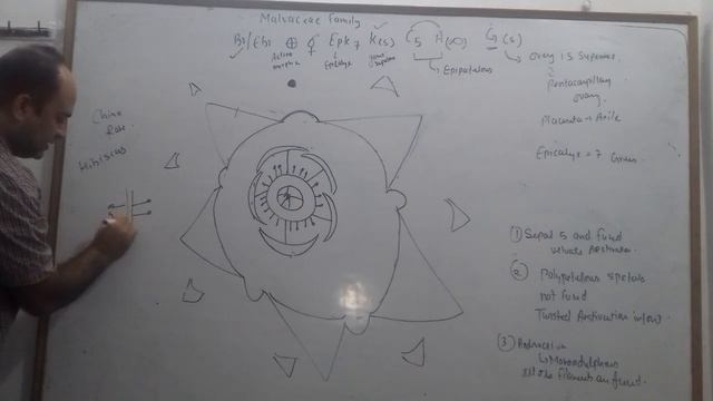 MALVACEAE FAMILY - PART 2 FLOWER FORMULA AND DIAGRAM смотреть онлайн