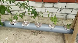 Гидропоника в первый раз.