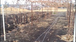 Октябрь, работы на винограднике