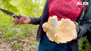 Собираем грибы в Сочи. Прогулка по лесу | Alex Live выпуск 7 | 30 октября 2022