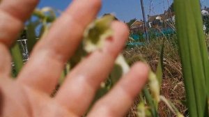 How fragrant is the Summer Hyacinth? Cultivation and care of Galtonia ( Ornithogalum ) princeps