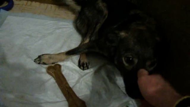 Буська держится и мы вместе с ней смотреть онлайн