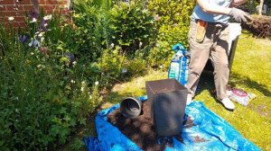 Plant Surgery - transplanting an Acer, re-potting and dividing plants.