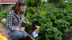 Чем подкормить клубнику в июне. Как избавиться от муравьев. Чем опрыскать от вредителей