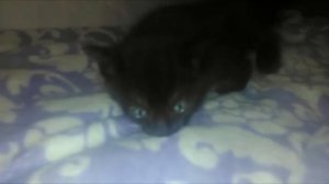 Отдам котят в надежные руки