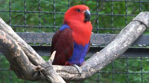 Яркие жители парка Тайган! Попугаи удивительной красоты!