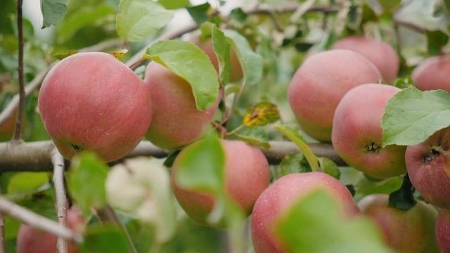 Ландшафтный дизайн участка спустя 5 лет