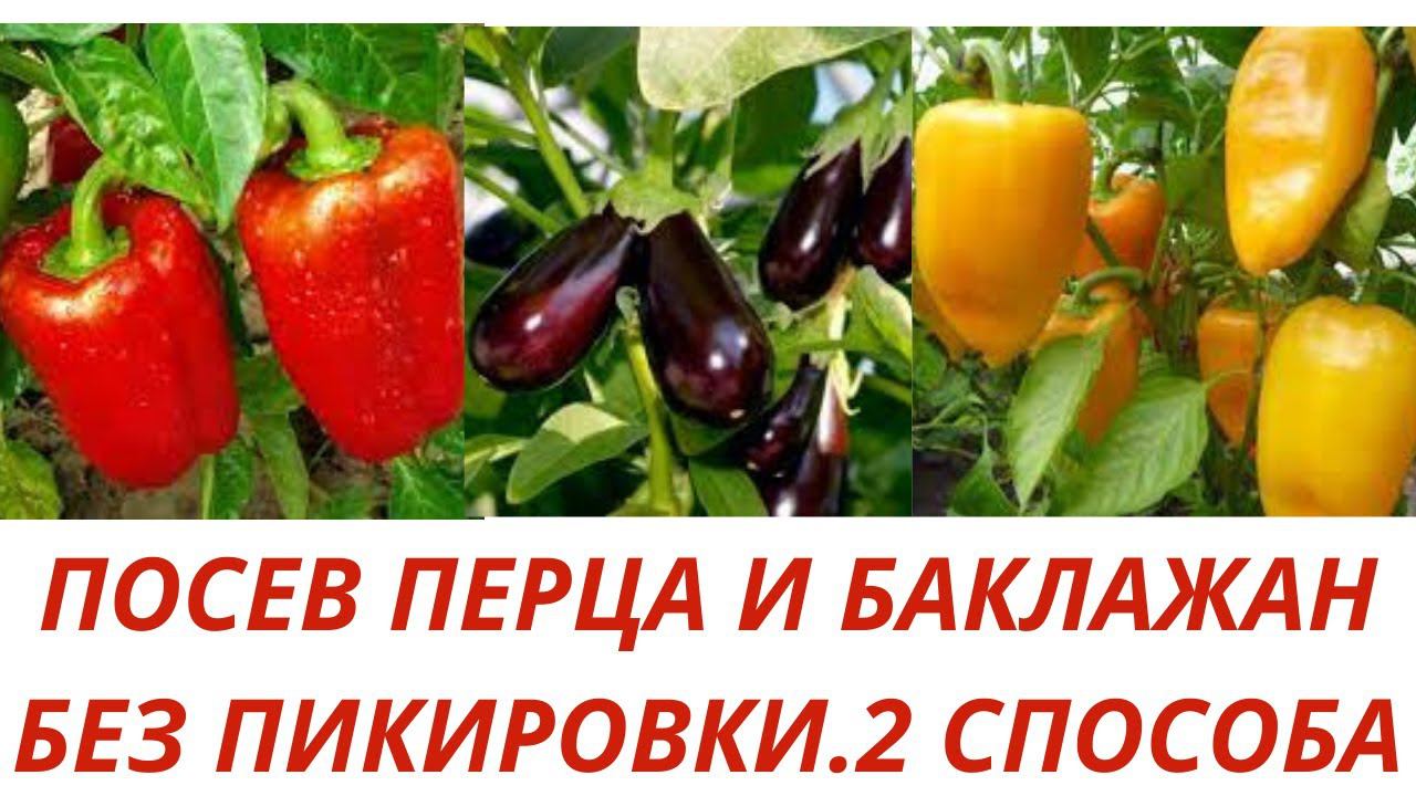 Посев перца и баклажан на рассаду 2022г. Способ посева без пикировки. Все о подготовке семян грунта.