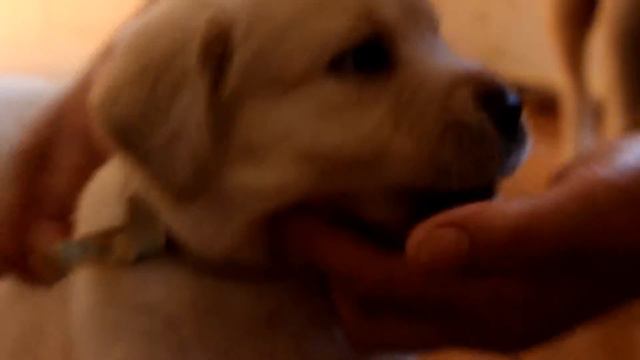 30.05.16. Лабродеткам сегодня исполнился месяц ! смотреть онлайн