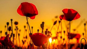 Ой, зеленеє жито, зелене. Українська народна пісня у виконанні Оксани Білозір.