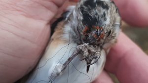 Ловля щеглов 9 октября 2021 год.