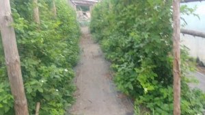 Ежевика Тройная Корона, сорт готовим к замене.