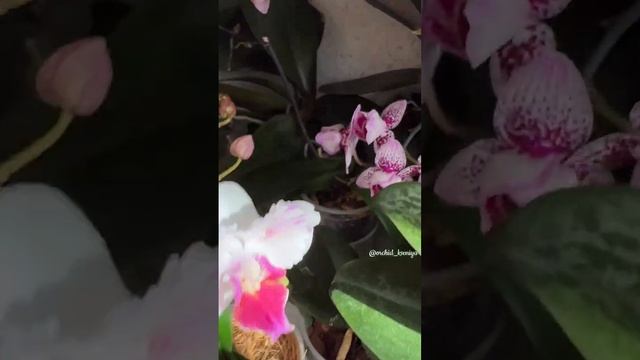 Орхидеи на стеллаже ? Скромное мартовское цветение ???? #орхидеи #orchids #фаленопсис