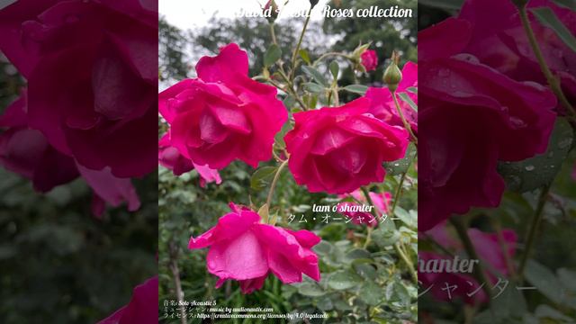 David Austin Roses collection