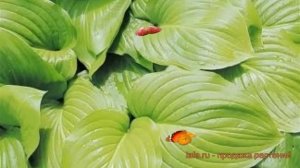 Хоста гибридная Мохито (hosta mojito) ? хоста Мохито обзор: как сажать луковицы хосты Мохито
