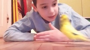 Как научить попугая разговаривать | Марсик.😇🦜🇺🇦