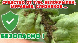 ТЛЯ БОИТСЯ ЭТОГО КАК ОГНЯ ! Лучшее средство от тли, белокрылки, гусениц, белянок, слизней БЕЗ ХИМИИ