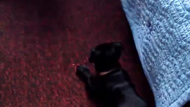 Пупсик смотреть онлайн