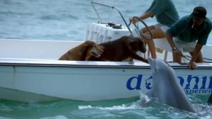 Смешные видео для детей от 3 лет Животные для детей приколы.mp4