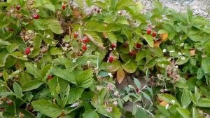 Урожай земляники садовой Барон Солемахер  и Барон Рюген.