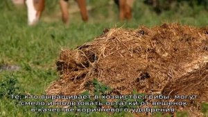 Как сделать перегной из травы