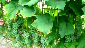 "Голден мускат" - неукрывной виноград для мускатного  белого вина!