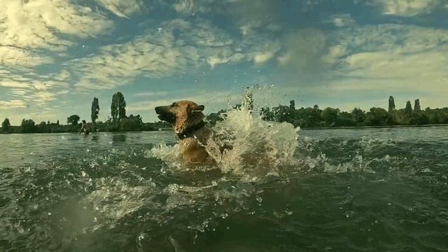 Anti Anxiety Music for Dogs