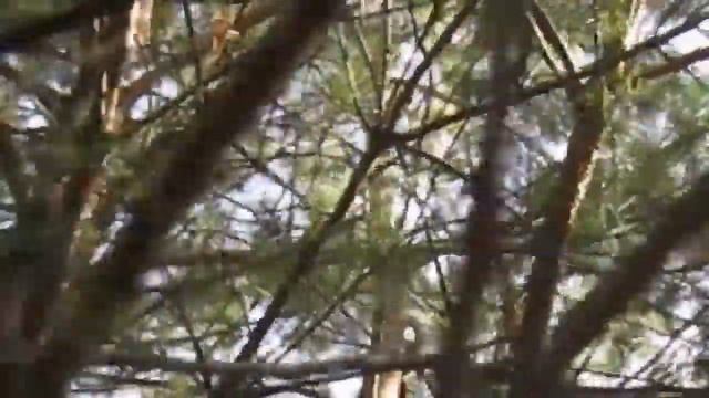 Осень в лесу смотреть онлайн