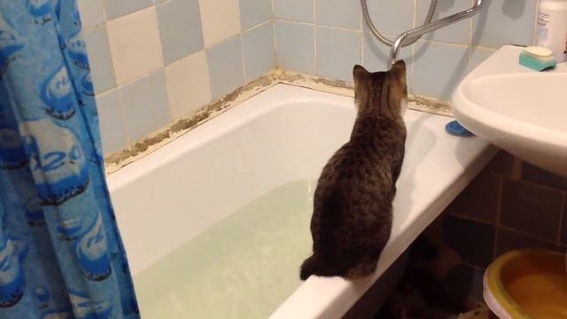 Медитация Тарасика в ванной комнате 15/10/18 смотреть онлайн