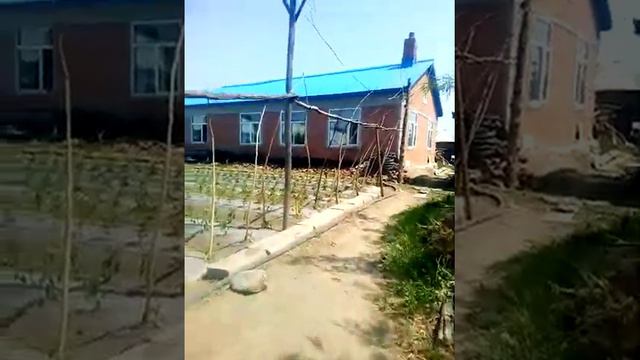 Огорот китая красата смотреть онлайн