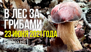 В ЛЕС ЗА ГРИБАМИ 23 июня 2021года