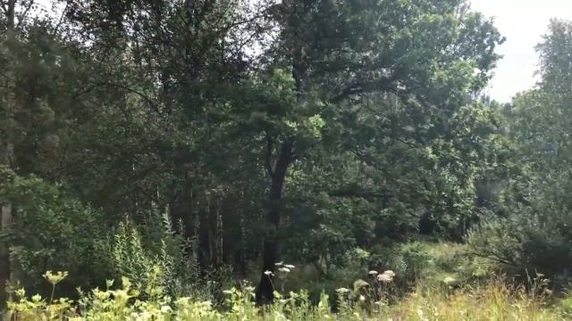 Экологическая тропа Лосиного острова "Вятичи"