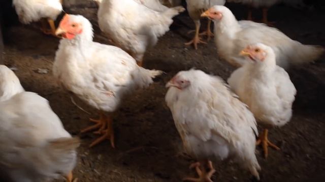 ВЫРАЩИВАНИЕ БРОЙЛЕРОВ ЗИМОЙ (КОББ - 500) смотреть онлайн