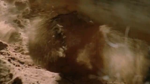 Чудовище острова Комодо. Комодский варан - рождённый убивать! смотреть онлайн