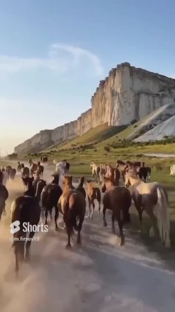 Перегон лошадей в Крыму\ Белая скала\ Крым #крым #море #купитьквартиру #travel #недвижимостьвкрыму