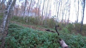 Лес рельс на УЖД 40-х годов, пробираемся дальше.