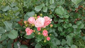 Роза Байландо в Подмосковье