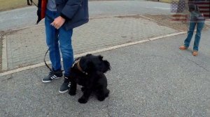 Миттельшнауцер и Овчарка - Занимаемся послушанием в Бруклине.