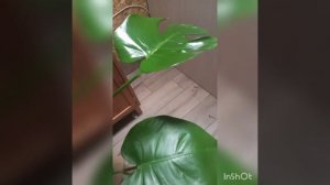 Монстера. Уход за листьями.mp4