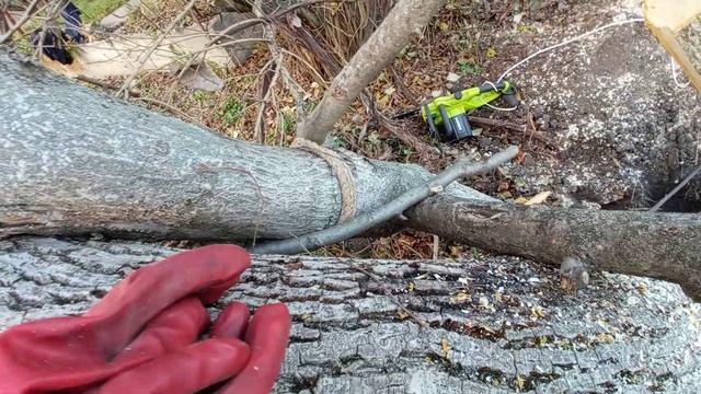 Высокие технологии в корчевании дерева (домкрат + лебёдка) смотреть онлайн