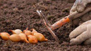 Приметы по которым я определяю, когда Сажать Лук-севок в открытый грунт. Что любит и не любит Севок