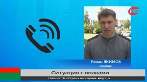 В Югорске решают проблему с волками