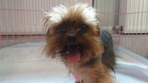 "Гусиный гогот"; БОС или коллапс трахеи. "Goose-honk" cough; BOS or tracheal collapse.