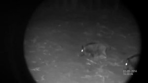 Ночная съёмка цифрового бинокля ATN BINOX-HD 4-16x