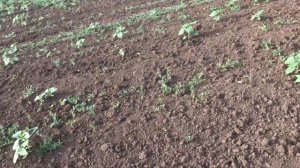 Сравнение гербицидов Гардо Голд и Сальса на подсолнечнике