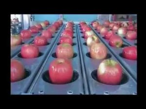 Автоматическая линия по нарезки яблок на дольки