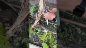 Установка прикорневого полива для винограда