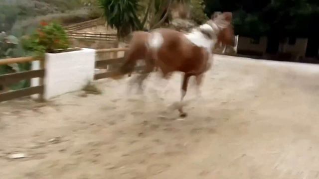 Deres / Nteres Horse Riding Center, Horse's World near Chania, Crete, Greece смотреть онлайн